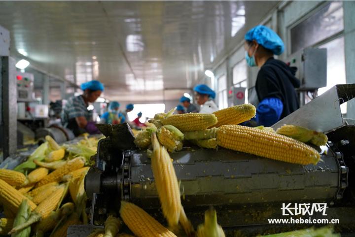 唐山鼎晨食品有限公司农产品深加工生产车间工人在忙碌作业.